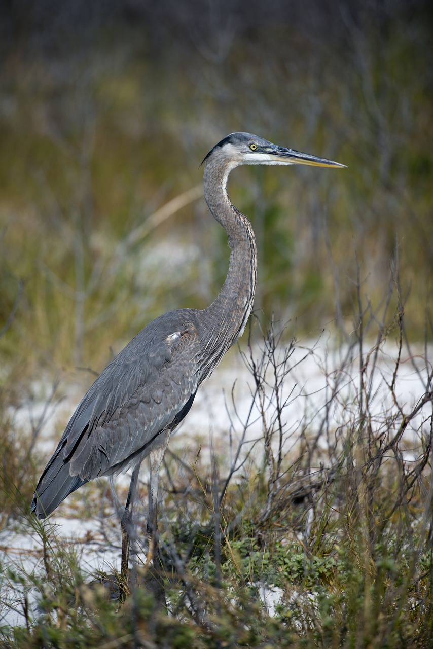 Didysis Garnys,  Paukštis,  Florida,  Puiku,  Heronas,  Laukinė Gamta,  Gamta,  Gyvūnas,  Laukiniai,  Papludimys