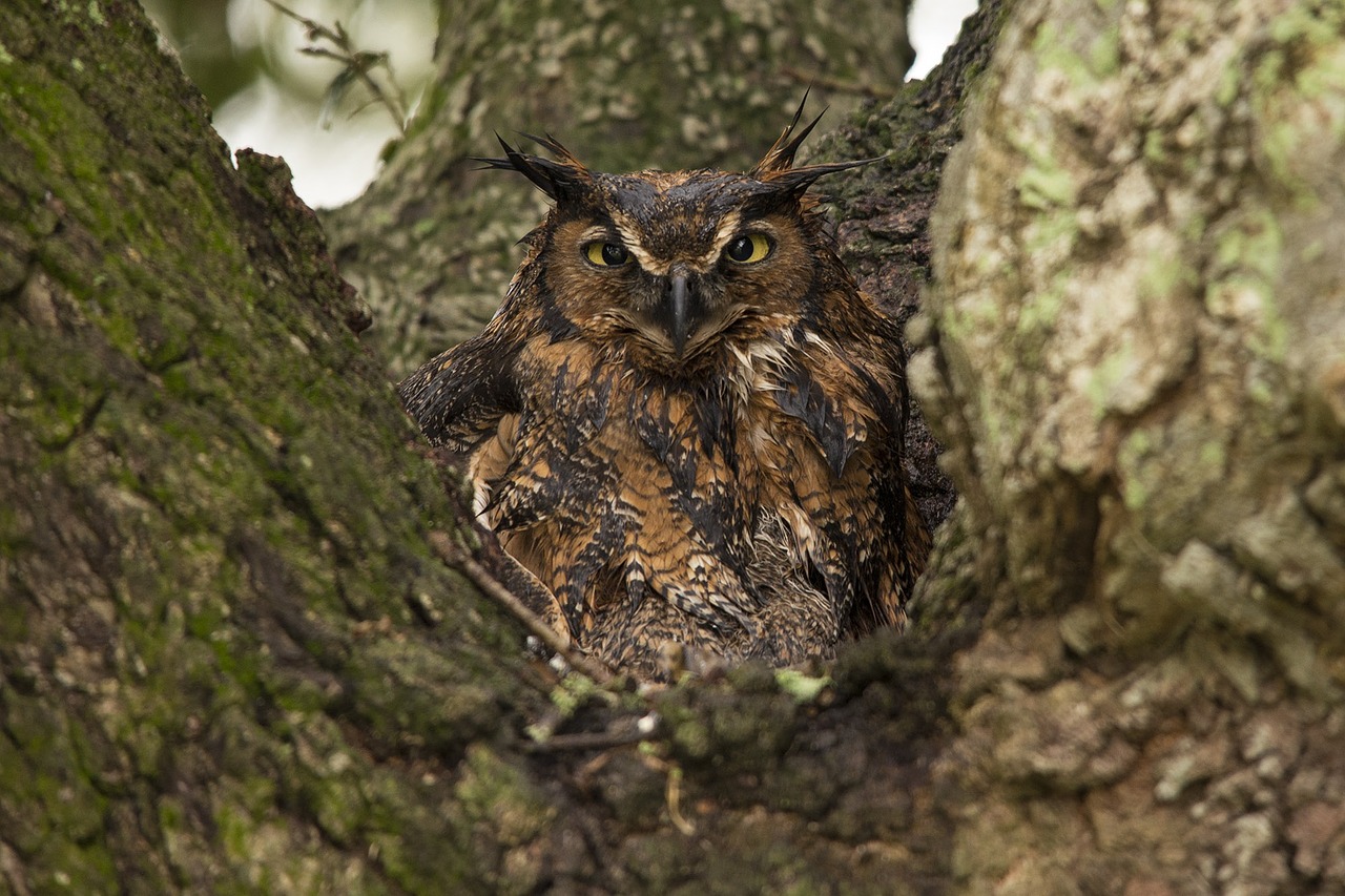 Didžioji Raguota Pelėda, Medis, Plėšrūnas, Laukinė Gamta, Sustingęs, Raptoras, Naktinis, Žvilgsnis, Sėdi, Lauke