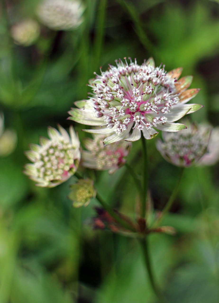 Puikus Masterwort, Astrantija Major, Masterwort, Starflower, Umbelliferae, Pievų Augalai, Žiedas, Žydėti, Gėlės, Balta