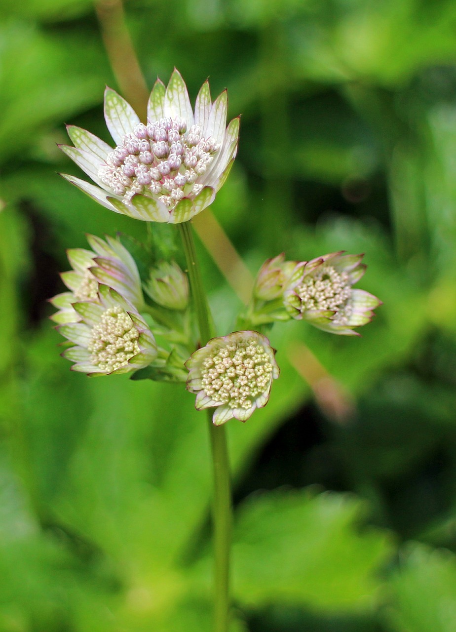 Puikus Masterwort, Astrantija Major, Masterwort, Starflower, Umbelliferae, Pievų Augalai, Žiedas, Žydėti, Gėlės, Balta