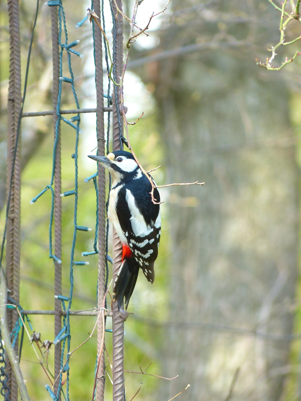 Puikus Dėmėtojas, Dendrocopos Major, Paukštis, Gyvūnas, Dzenis, Picidae, Piciformes, Priklausyti, Sėdėti, Laukti