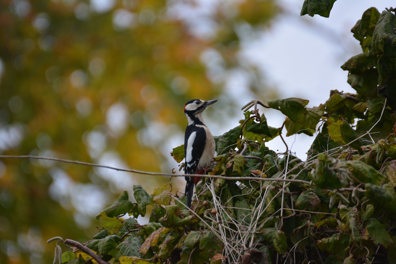 Puikus Dėmėtojas, Paukštis, Dzenis, Gyvūnas, Spalvinga, Gamta, Piciformes, Miško Gyvūnas, Miškas, Pavasario Suknelė