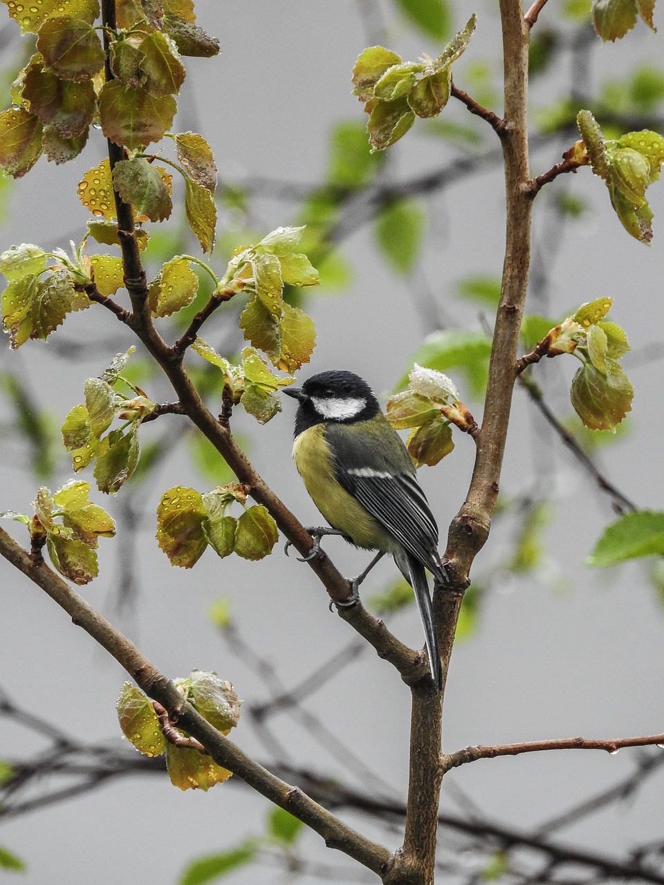 Puikus Titas, Parus Majoras, Paukštis, Laukinė Gamta, Gyvūnas, Geltona, Gamta, Plunksna, Mažas, Medis