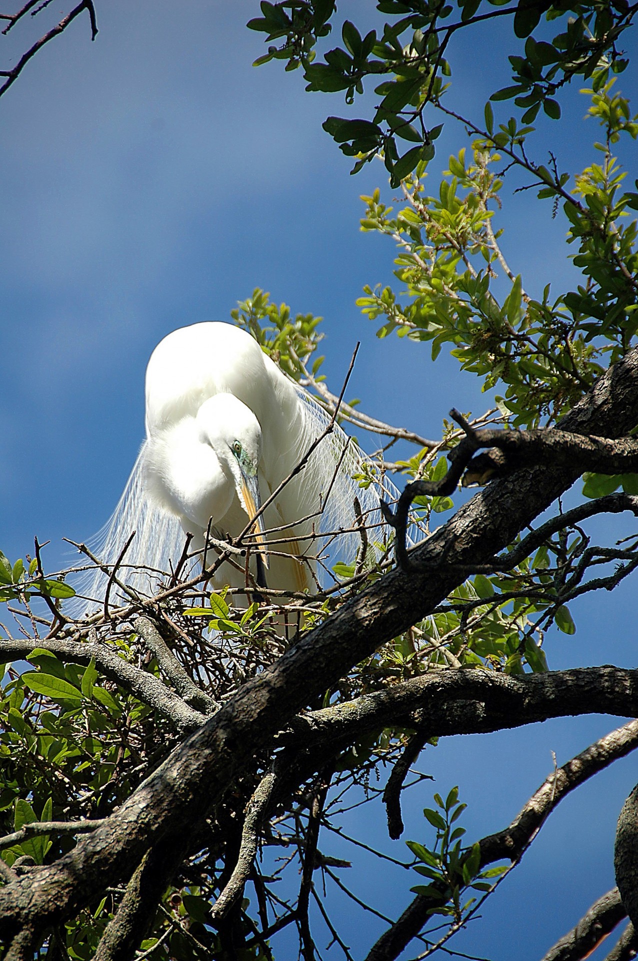 Balta,  Egret,  Paukštis,  Gamta,  Laukinė Gamta,  Vanduo,  Heronas,  Laukiniai,  Snapas,  Paukštis