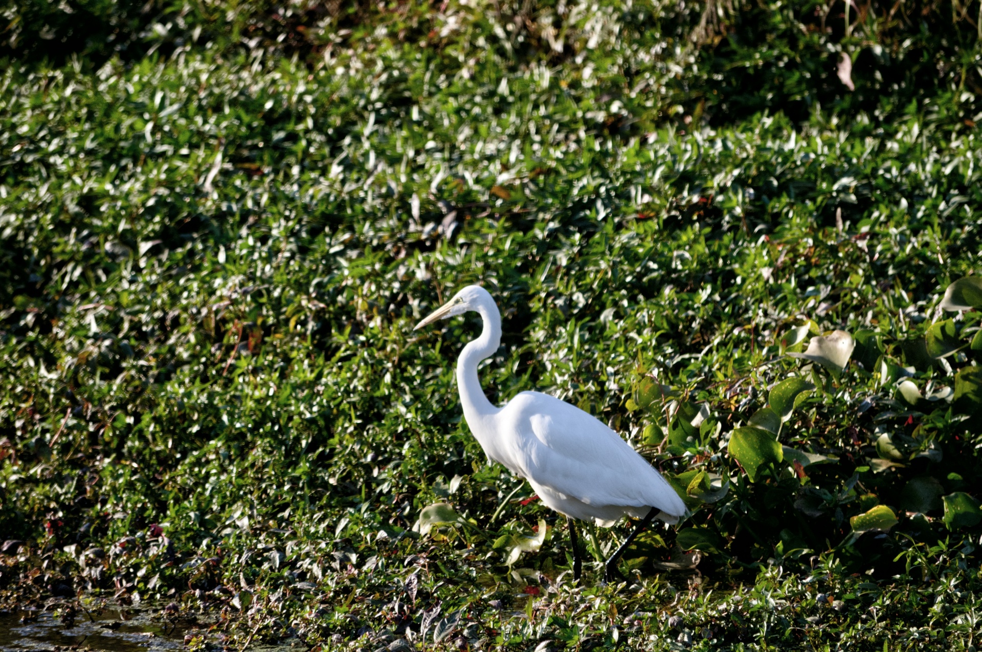 Paukštis,  Paukščiai,  Egret,  Egrets,  Didelis & Nbsp,  Baltas & Nbsp,  Egret,  Balta,  Balta & Nbsp,  Egret