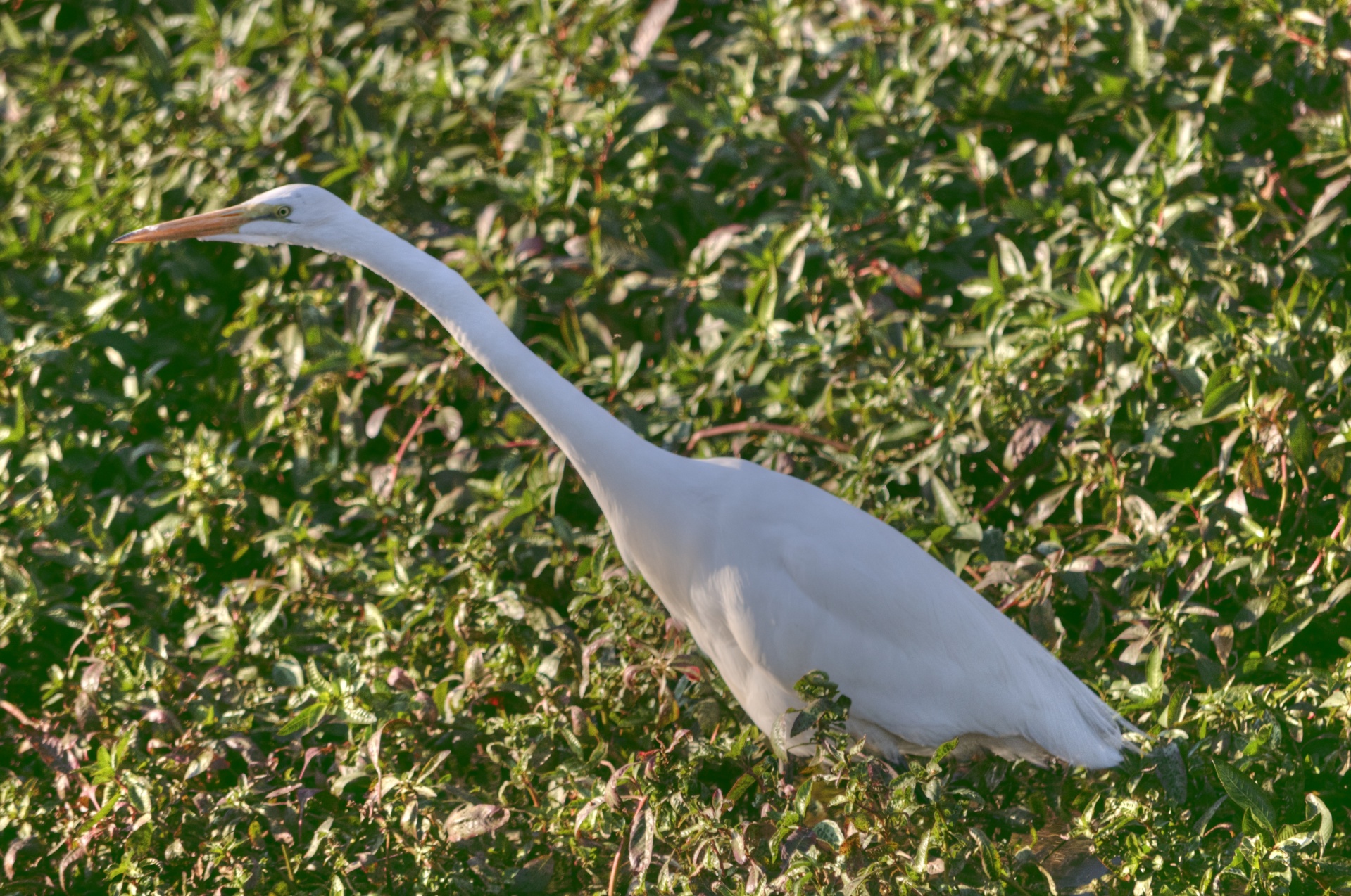 Paukštis,  Paukščiai,  Egret,  Egrets,  Didelis & Nbsp,  Baltas & Nbsp,  Egret,  Balta,  Balta & Nbsp,  Egret