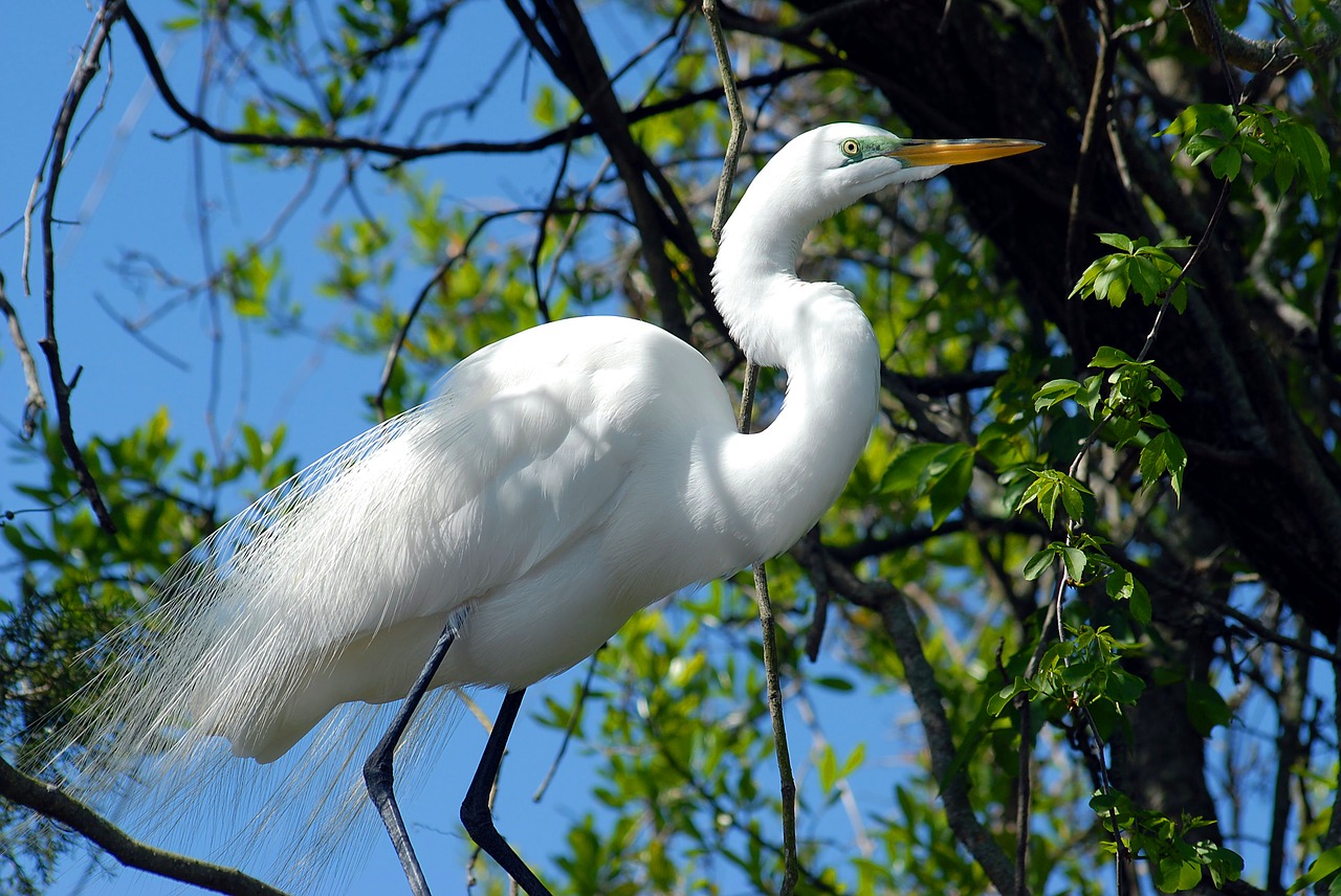 Didžioji Balta Egret, Heronas, Paukštis, Laukinė Gamta, Atogrąžų, Egret, Balta, Gamta, Gyvūnas, Vanduo