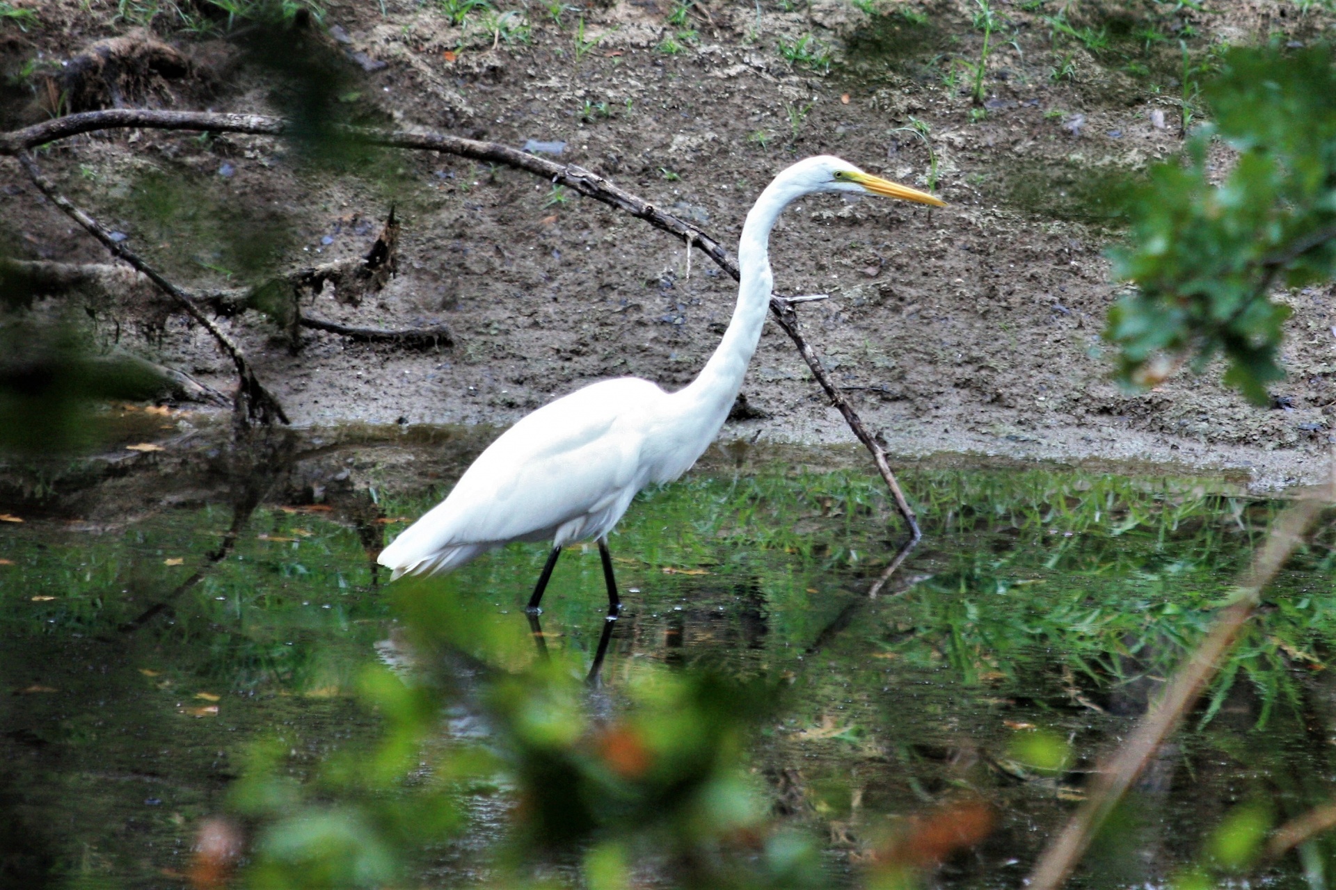 Gamta,  Laukinė Gamta,  Gyvūnai,  Paukščiai,  Vėdinimas & Nbsp,  Paukštis,  Žvejyba & Nbsp,  Paukštis,  Egret,  Balta