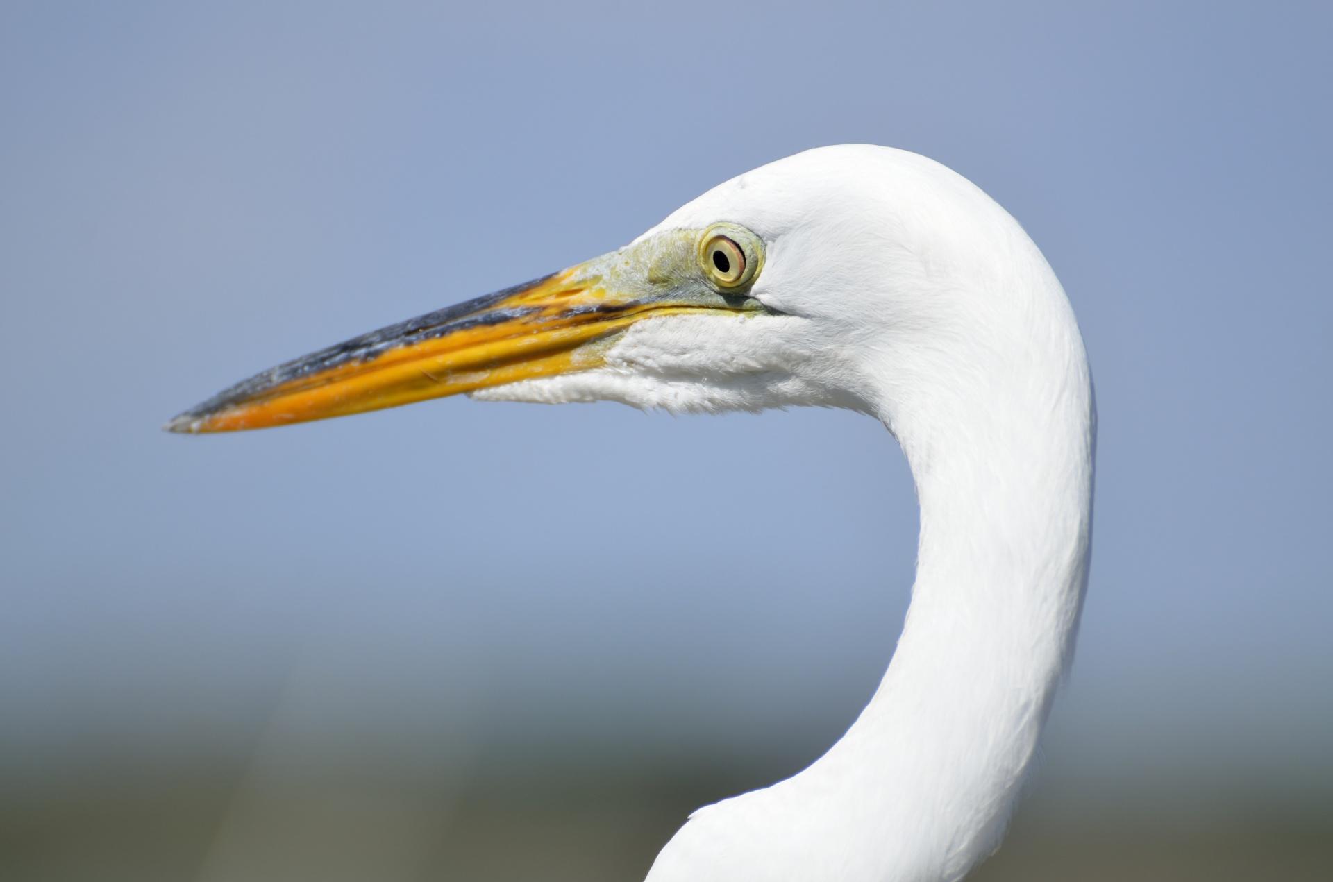 Alba,  Albus,  Gyvūnas,  Ardea,  Paukštis,  Snapas,  Gražus,  Sąskaitą,  Paukštis,  Egret