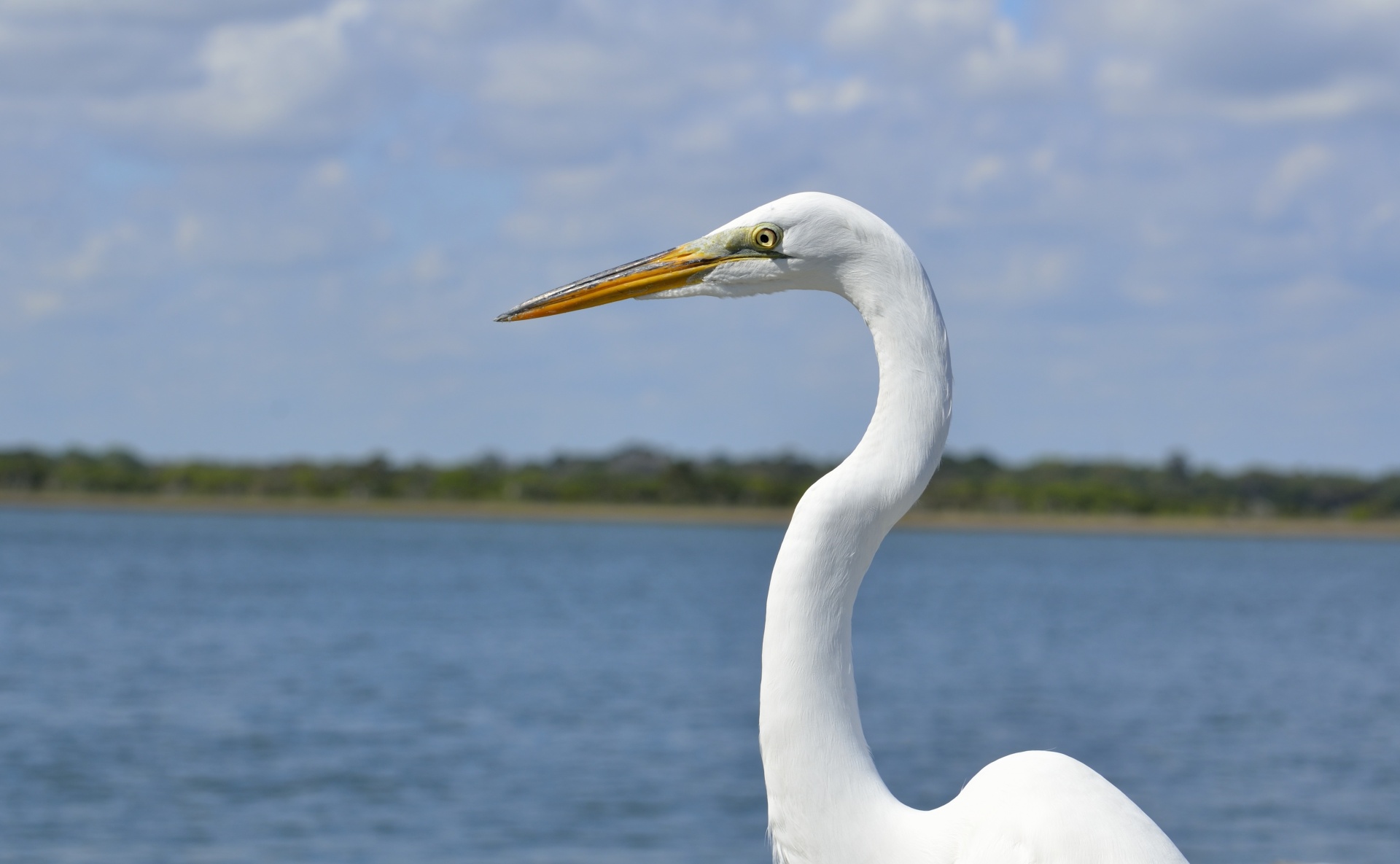 Alba,  Albus,  Gyvūnas,  Ardea,  Paukštis,  Snapas,  Gražus,  Sąskaitą,  Paukštis,  Egret