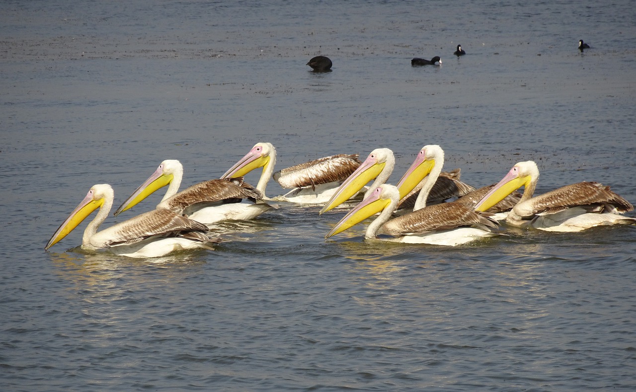 Puikus Baltas Pelikanas, Pelecanus Onocrotalus, Rytinė Balta Pelican, Rožinis Pelikanas, Baltas Pelikanas, Vanduo, Paukštis, Laukinė Gamta, Gamta, Gyvūnas