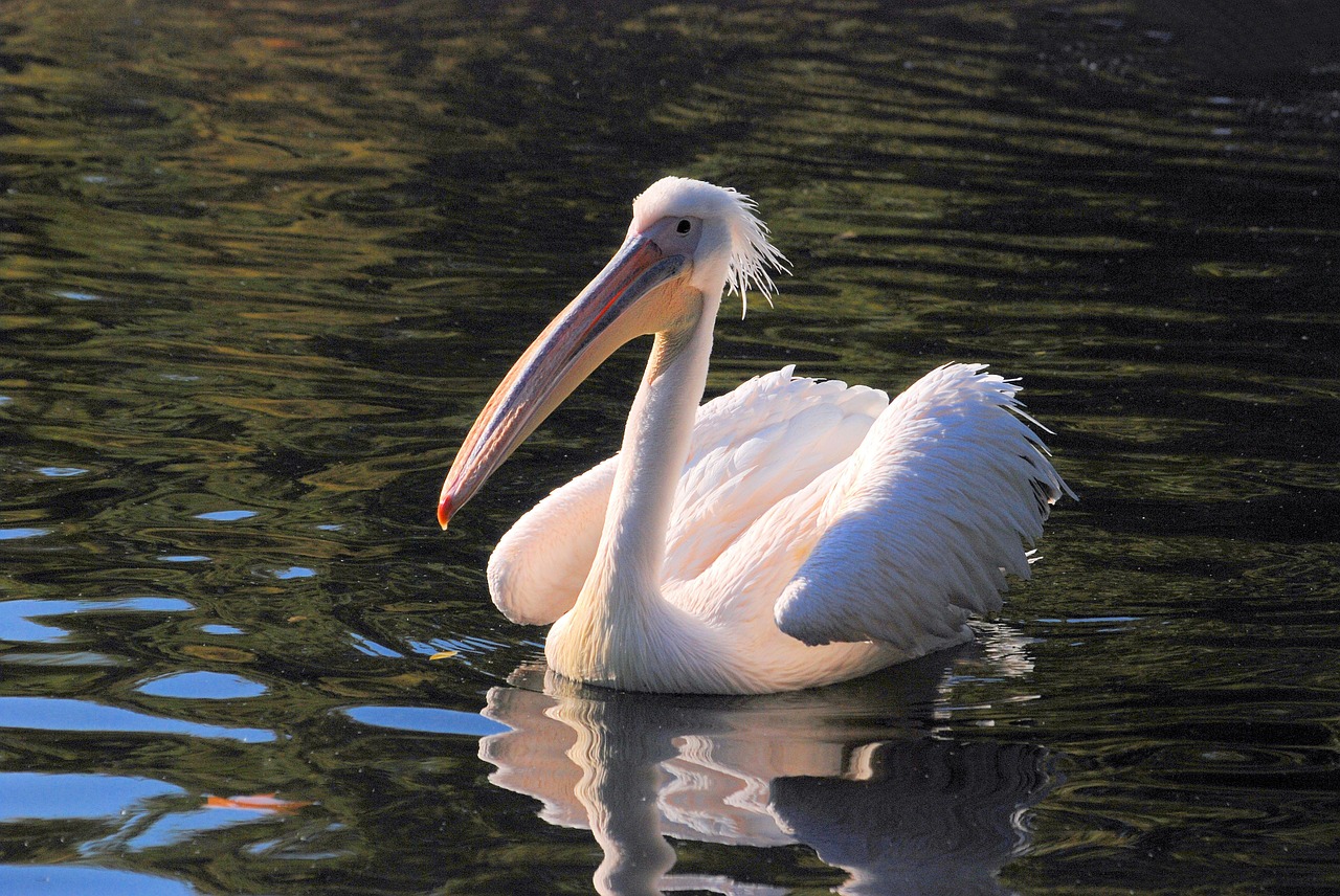 Puikus Baltas Pelikanas, Pelican, Pelecanus Onocrotalus, Rožinis Pelikanas, Vandens Paukštis, Paukštis, Skristi, Sparnai, Plunksna, Laukinė Gamta