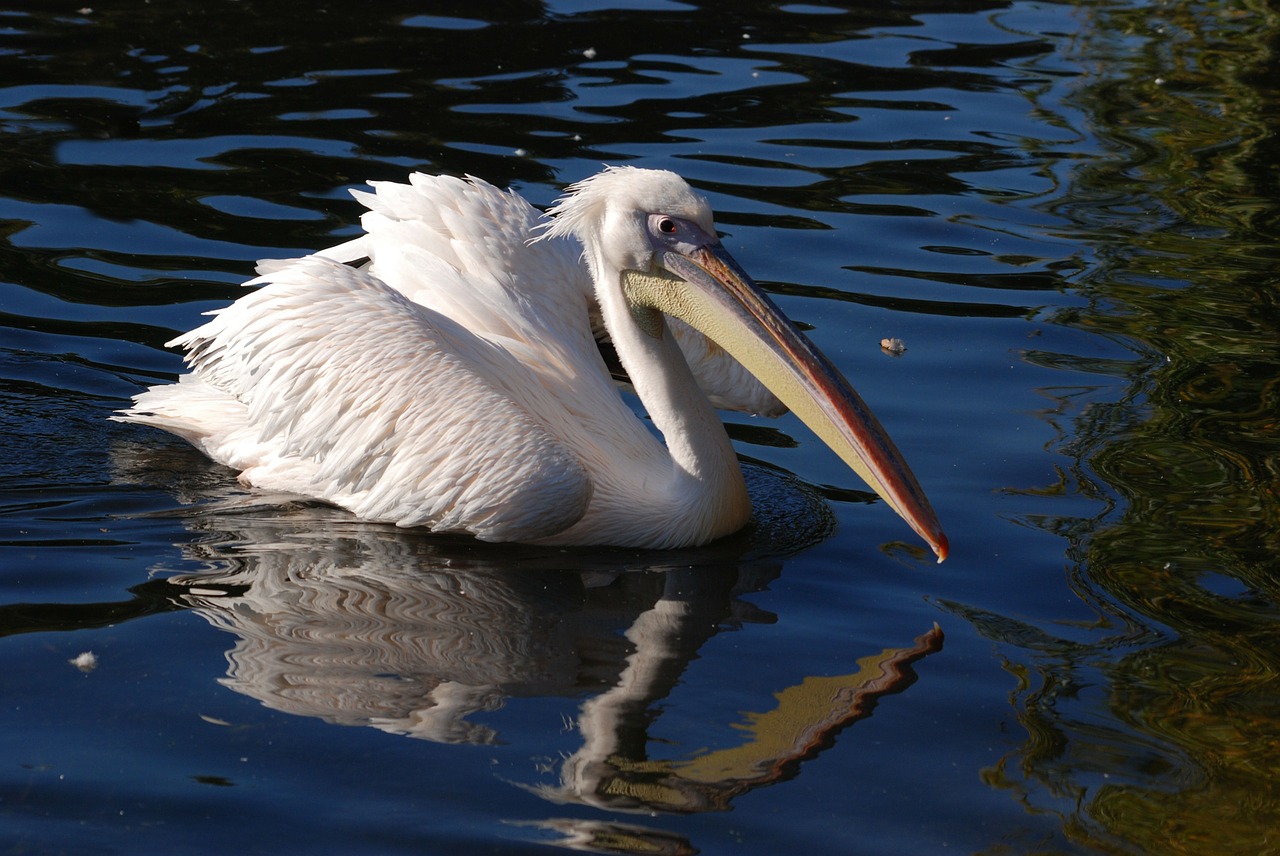 Puikus Baltas Pelikanas, Pelican, Pelecanus Onocrotalus, Rožinis Pelikanas, Vandens Paukštis, Paukštis, Skristi, Sparnai, Plunksna, Laukinė Gamta