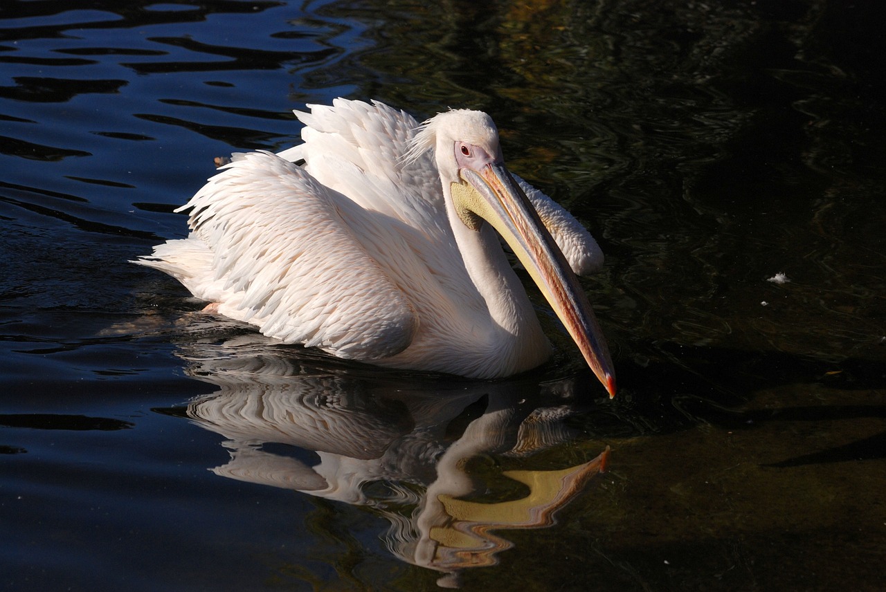 Puikus Baltas Pelikanas, Pelican, Pelecanus Onocrotalus, Rožinis Pelikanas, Vandens Paukštis, Paukštis, Skristi, Sparnai, Plunksna, Laukinė Gamta