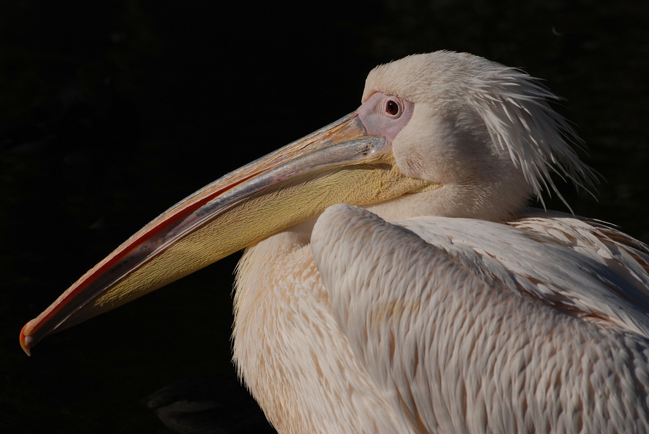 Puikus Baltas Pelikanas, Pelican, Pelecanus Onocrotalus, Rožinis Pelikanas, Vandens Paukštis, Paukštis, Skristi, Sparnai, Plunksna, Laukinė Gamta