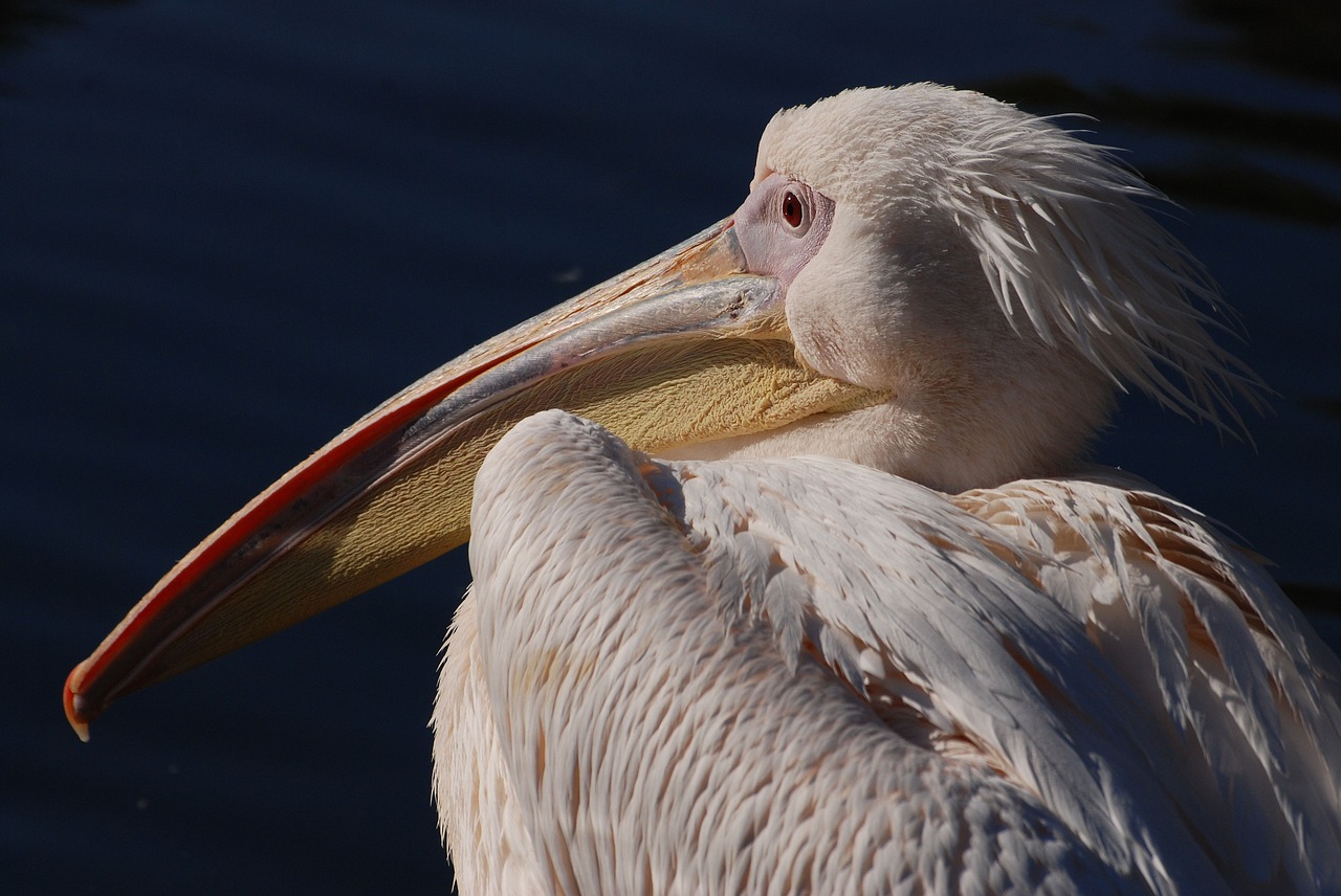 Puikus Baltas Pelikanas, Pelican, Pelecanus Onocrotalus, Rožinis Pelikanas, Vandens Paukštis, Paukštis, Skristi, Sparnai, Plunksna, Laukinė Gamta