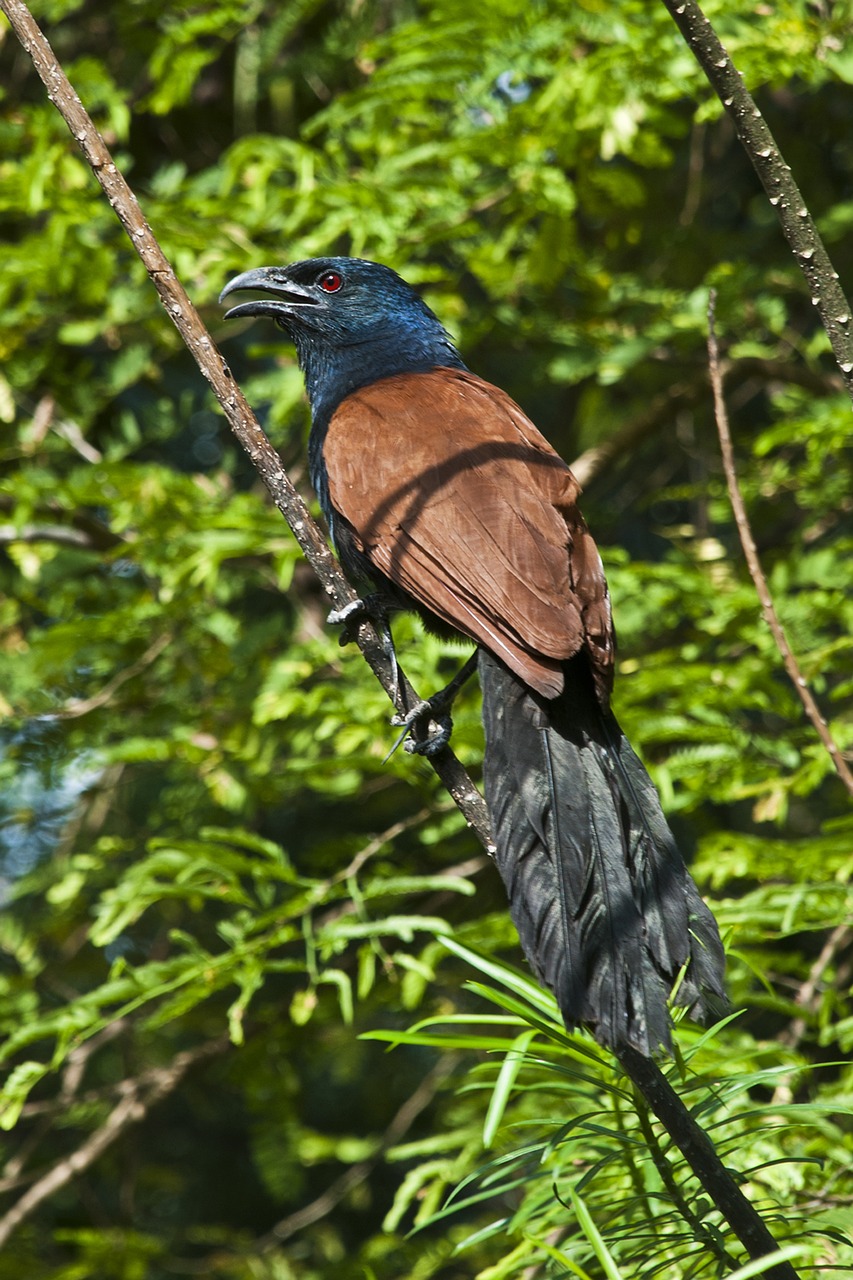 Didesnis Kailis, Paukštis, Tailandas, Phuket, Centropus, Coucal, Gyvūnas, Gamta, Lauke, Laukiniai