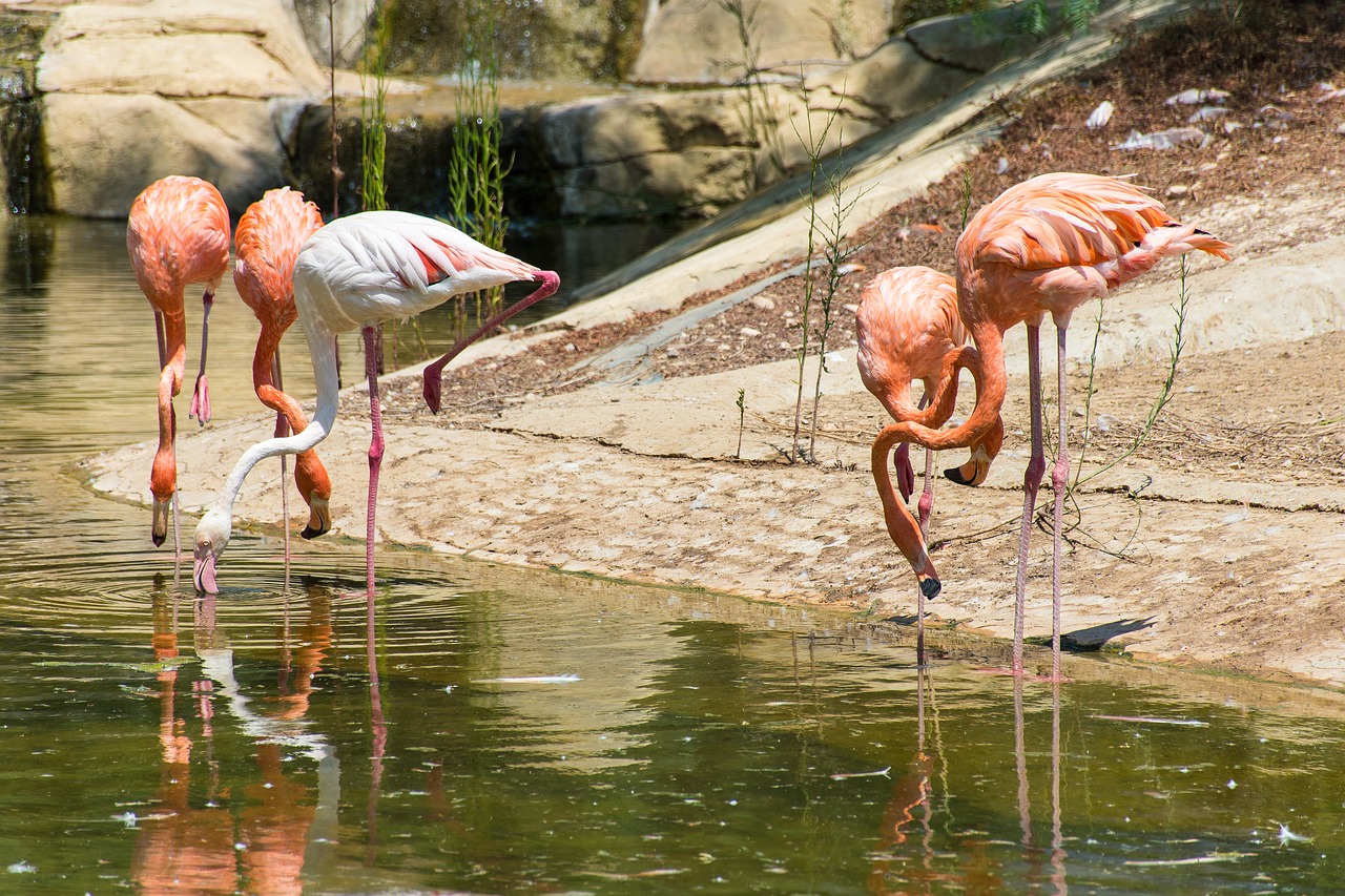 Didysis Flamingas,  Paukštis,  Rožinis,  Vandens,  Flamingai, Nemokamos Nuotraukos,  Nemokama Licenzija