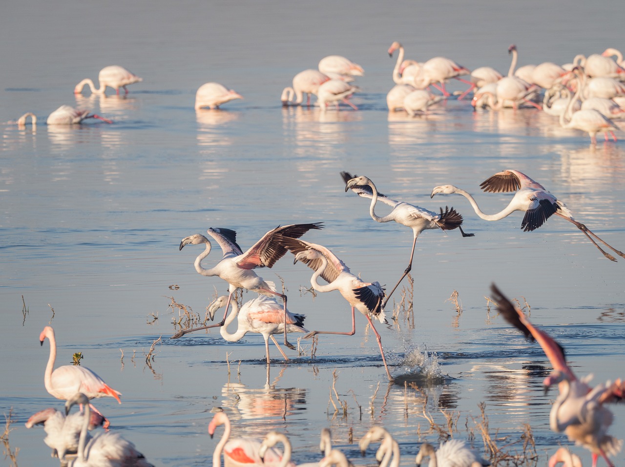 Didesnis Flamingas,  Flamingai,  Paukščiai,  Skraidantis,  Pobūdį,  Vandens,  Pulko,  Jūra,  Gyvūnijos,  Gyvūnas
