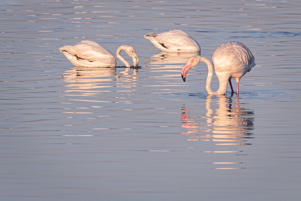 Didesnis Flamingas,  Flamingas,  Gulbė,  Paukščiai,  Vandens,  Ežeras,  Pobūdį,  Baltos Spalvos,  Gyvūnai,  Gulbės