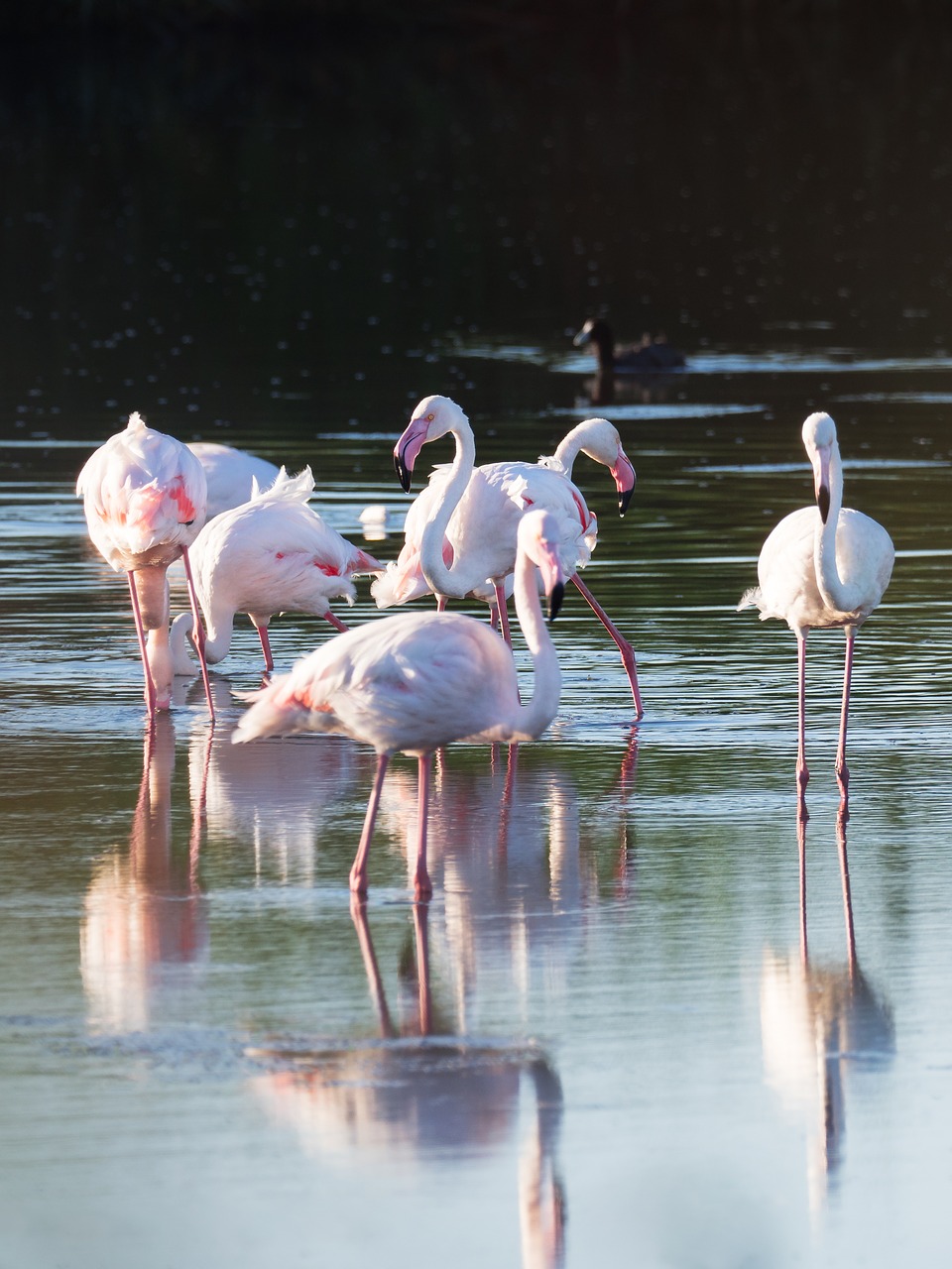 Didesni Flamingos,  Flamingo,  Paukščiai,  Rožinis,  Gamta,  Gyvūnai,  Flamingos,  Vanduo,  Laukinė Gamta,  Snapas