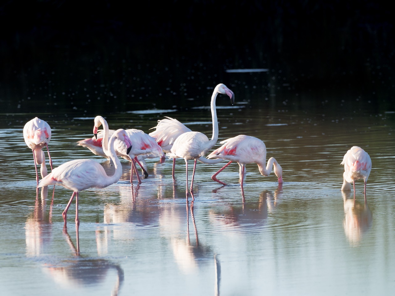 Didesni Flamingos,  Flamingo,  Paukščiai,  Paukštis,  Apmąstymai,  Rožinis,  Gamta,  Vanduo,  Gyvūnai,  Flamingos