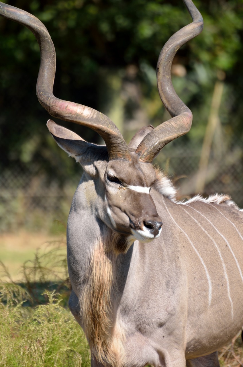 Didesnis Kudu, Laukinė Gamta, Afrika, Gyvūnas, Žinduolis, Safari, Kudu, Gamta, Laukiniai, Antilopė