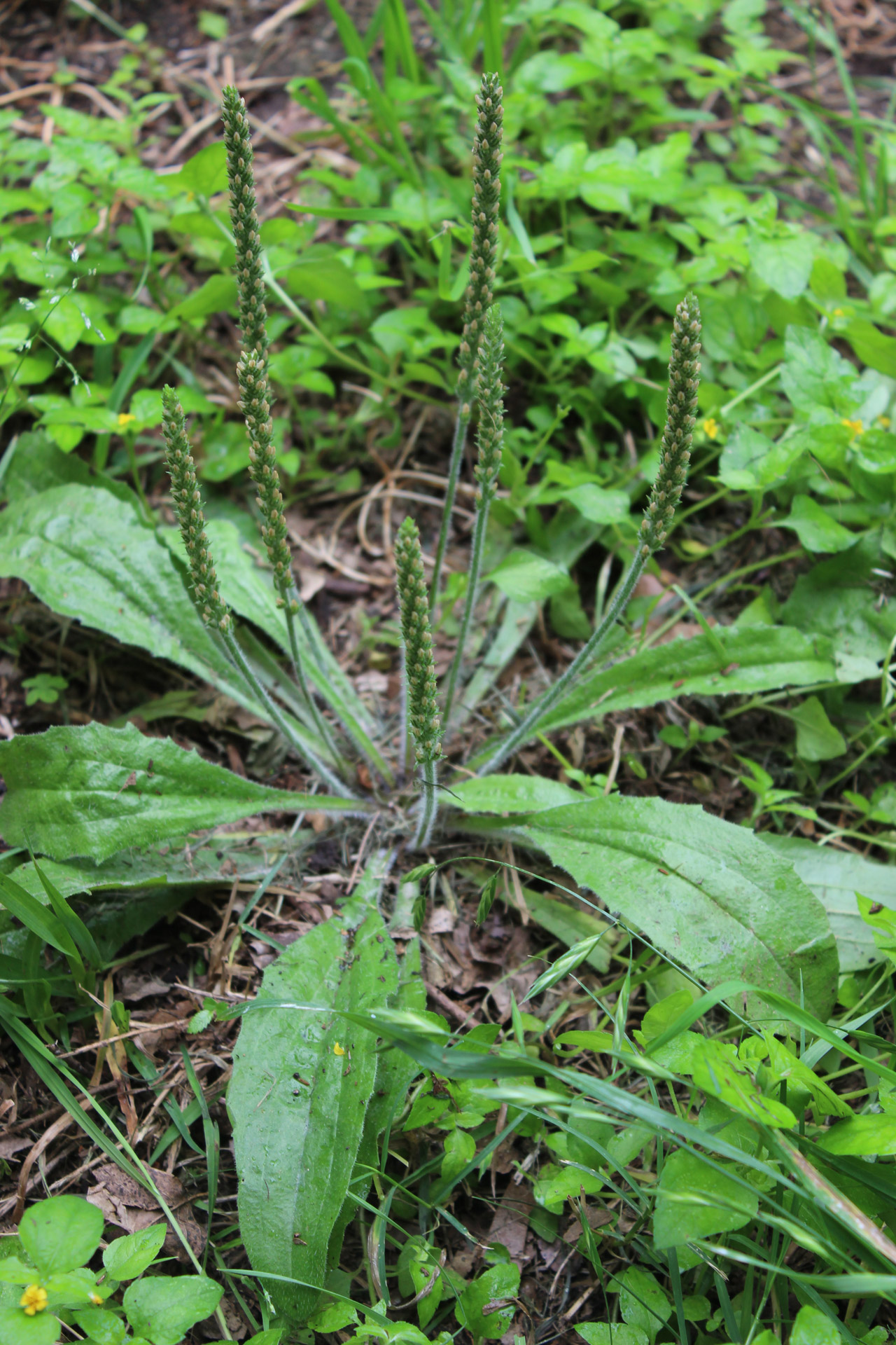 Plantago & Nbsp,  Major,  Piktžolių,  Žolė,  Galinis Kiemas,  Lauke,  Augalas,  Platus & Nbsp,  Lapas,  Kvietiniai