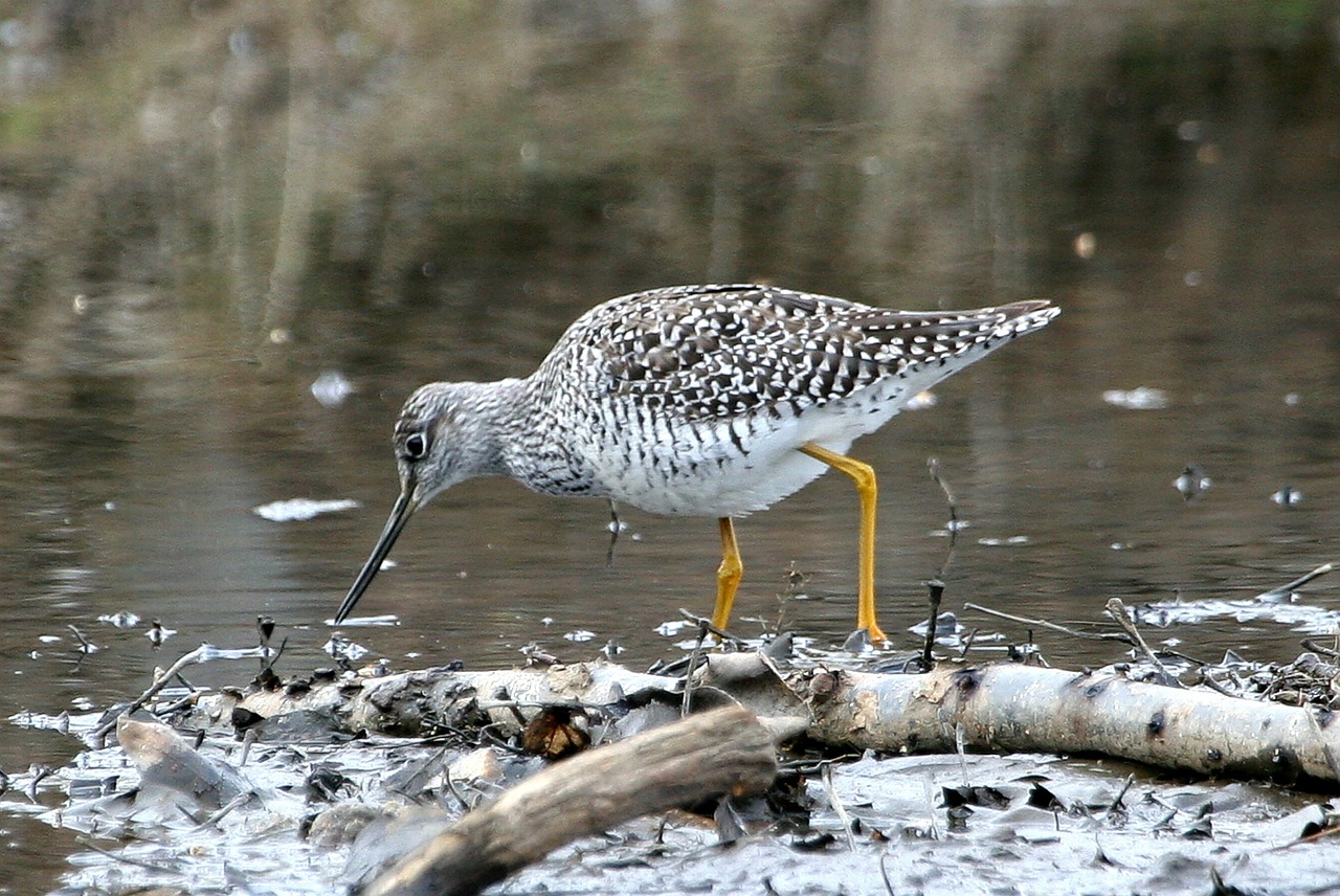 Didesni Geltonukiai, Paukštis, Jūros Paukštis, Wader, Laukinė Gamta, Gamta, Maitinimas, Kranto Bird, Nemokamos Nuotraukos,  Nemokama Licenzija