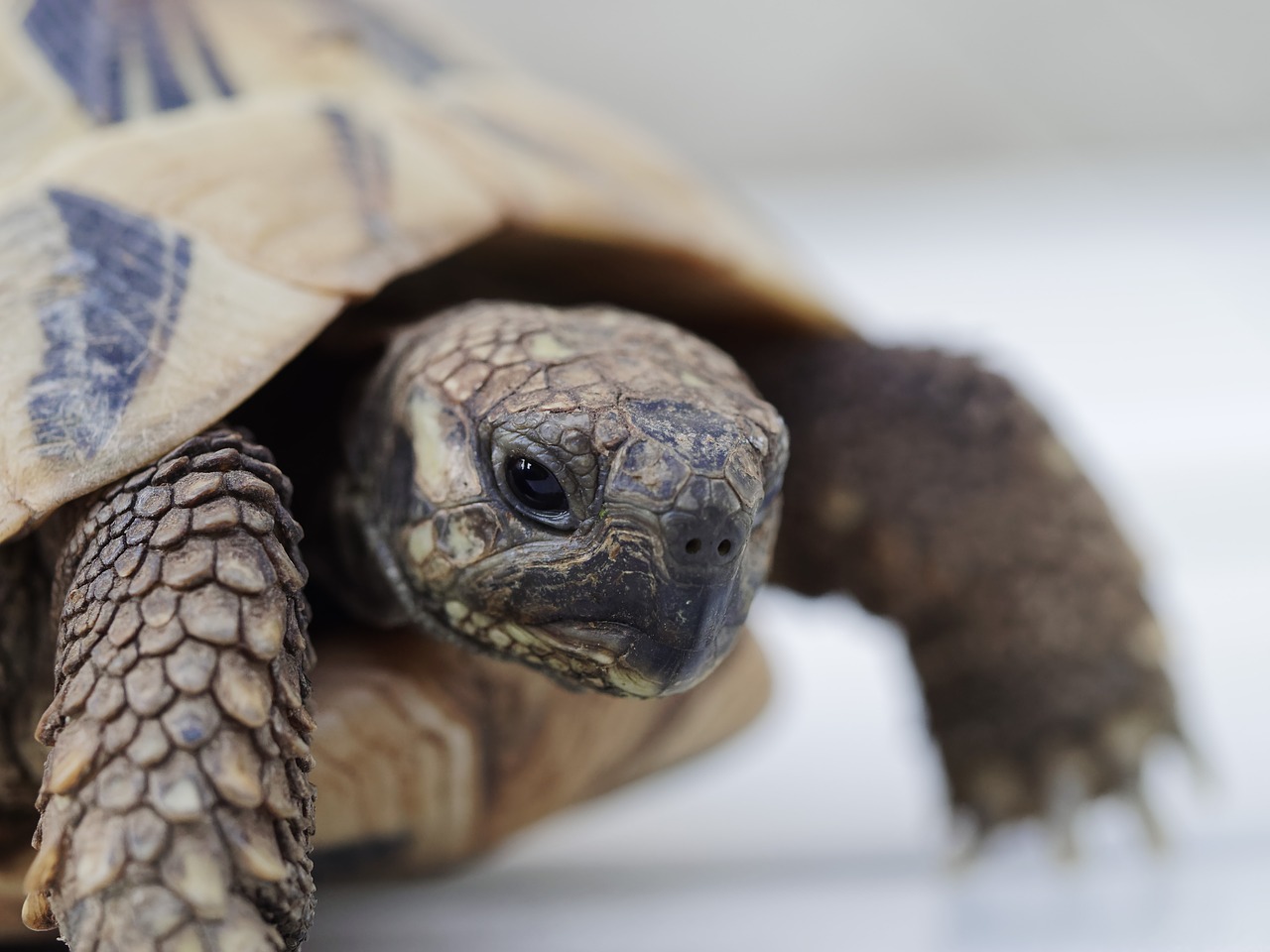 Greek Vėžlio,  Gyvūnai,  Roplys,  Zoo,  Padaras,  Lėtai,  Portretas,  Schildkröten, Nemokamos Nuotraukos,  Nemokama Licenzija