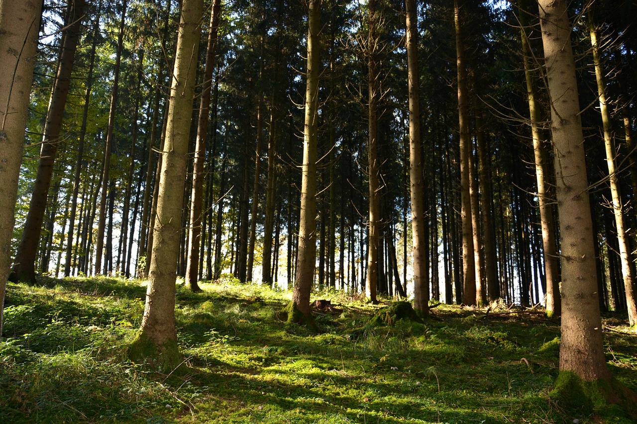 Žalias, Ruda, Miškas, Gamta, Lapai, Medžiai, Pušis, Nemokamos Nuotraukos,  Nemokama Licenzija