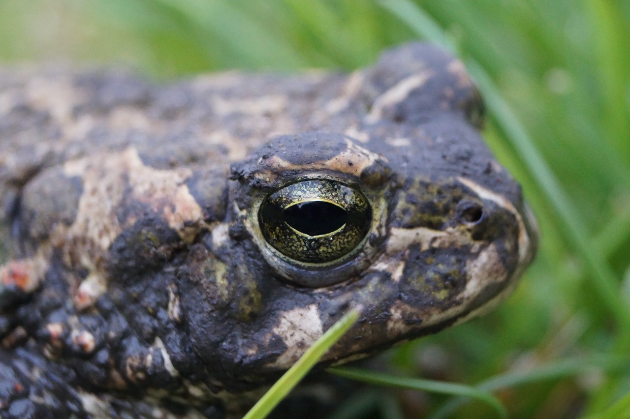 Žalias, Vaizdas, Ruda, Europietis, Varlė, Rupūžė, Gamta, Gyvūnas, Laukinė Gamta, Bufo