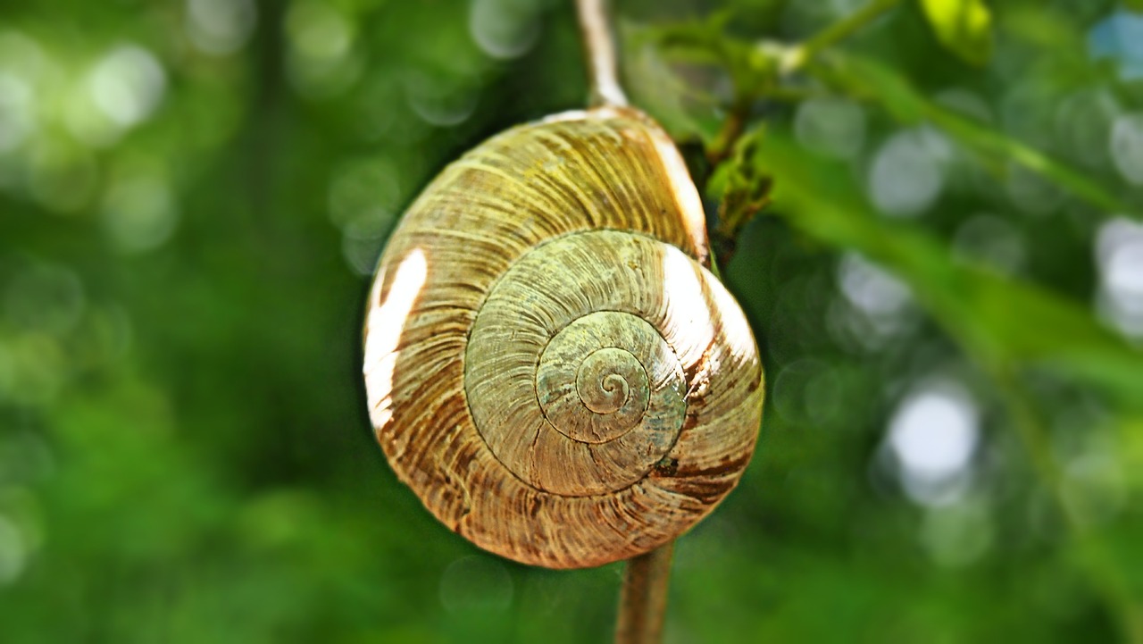 Žalias, Kriauklė, Gamta, Sraigė, Makro, Mollusk, Spiralė, Flora, Žolė, Nemokamos Nuotraukos