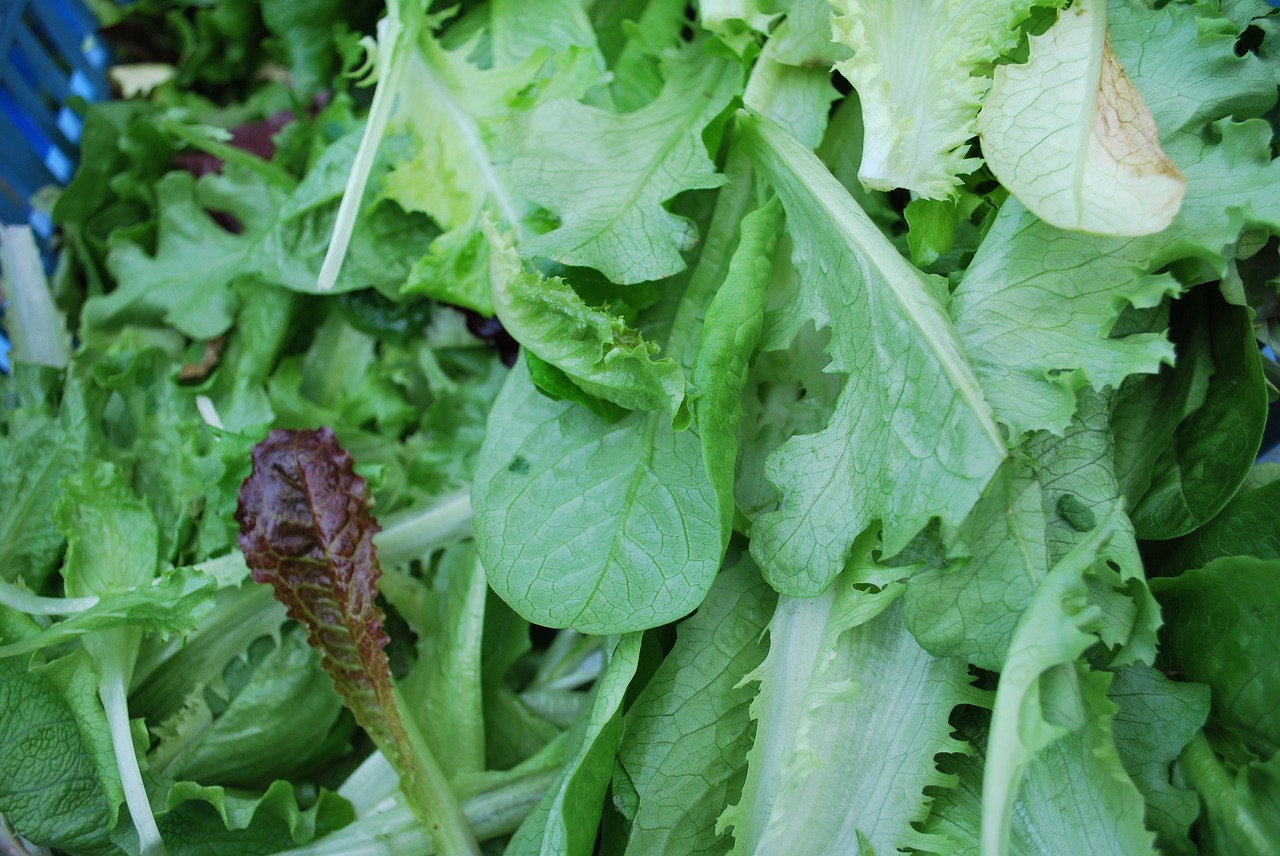 Žalias, Salotos, Šviežias, Sveikas, Mityba, Daržovių, Maistas, Ekologiškas, Vegetariškas, Vakarienė