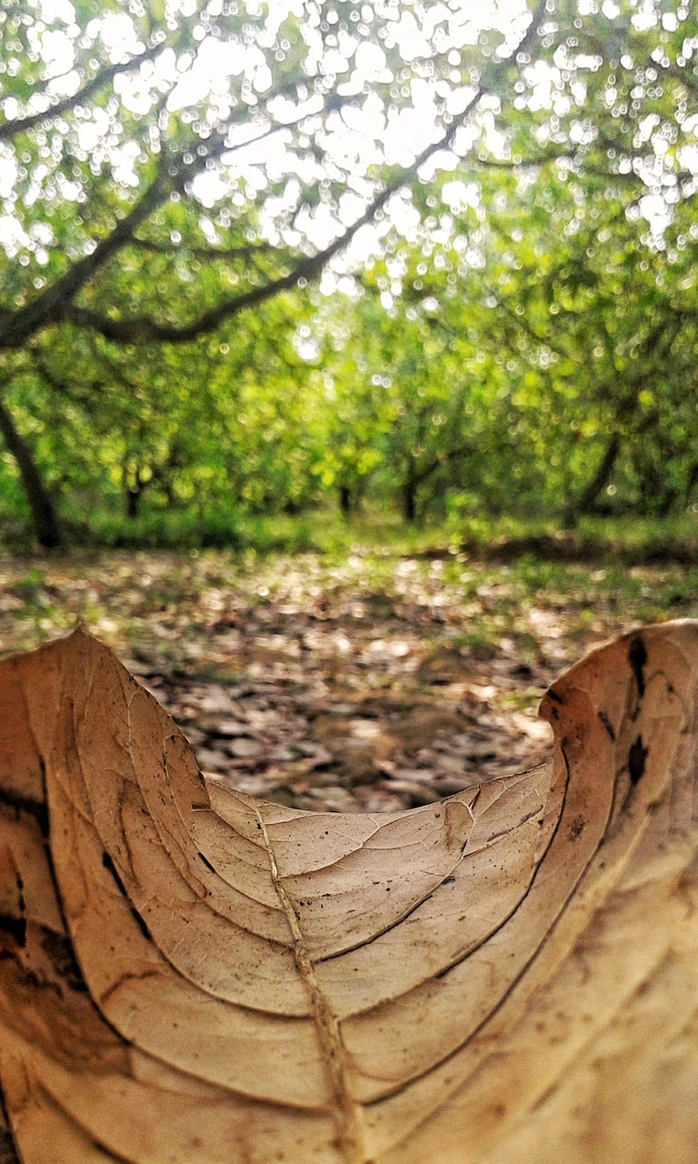 Žalias, Dėmesio, Fotografija, Eco, Gamta, Pavasaris, Vasara, Natūralus, Spalva, Šviesus