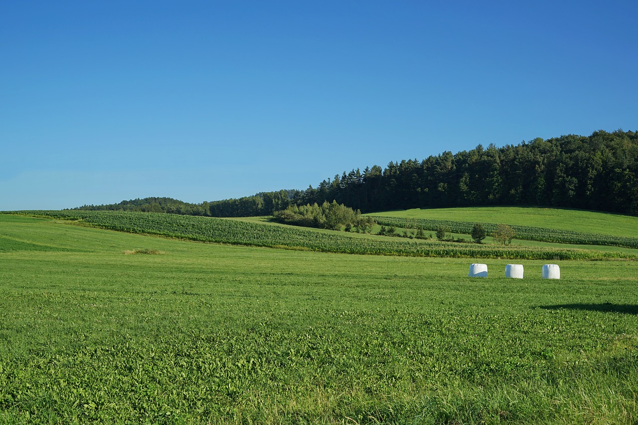 Žalias, Žolė, Pieva, Augalas, Laukas, Vasara, Pavasaris, Sezonas, Šviežias, Augimas