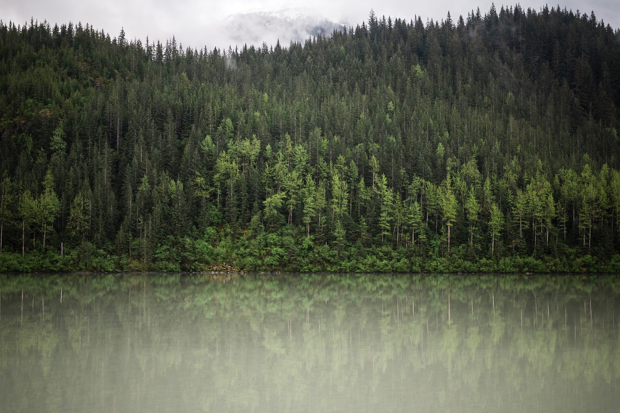 Žalias, Medžiai, Augalas, Gamta, Miškas, Ežeras, Vanduo, Nemokamos Nuotraukos,  Nemokama Licenzija