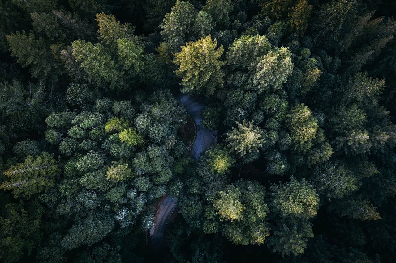 Žalias, Lapai, Medžiai, Augalai, Gamta, Miškas, Lauke, Antena, Vaizdas, Nemokamos Nuotraukos