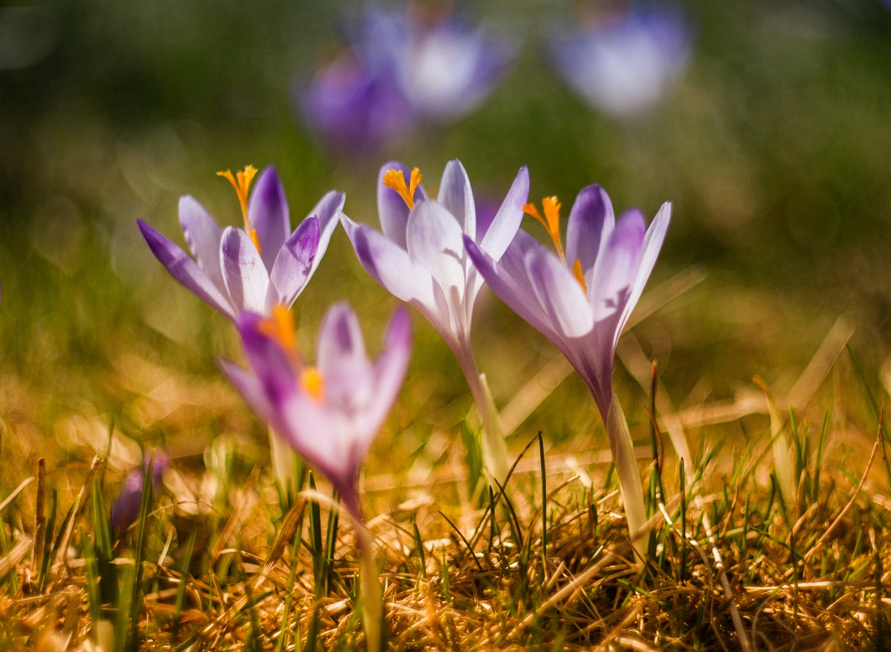 Žalias, Žolė, Violetinė, Gėlė, Žiedlapis, Žydėti, Gamta, Nemokamos Nuotraukos,  Nemokama Licenzija