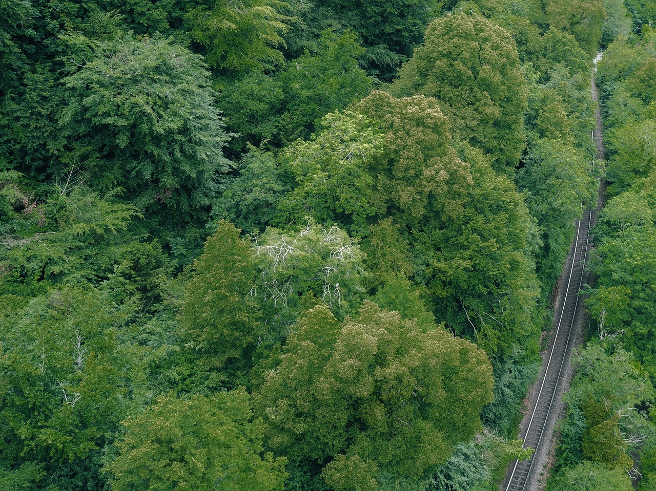 Žalias, Medžiai, Augalas, Gamta, Miškas, Kelias, Kelionė, Nemokamos Nuotraukos,  Nemokama Licenzija