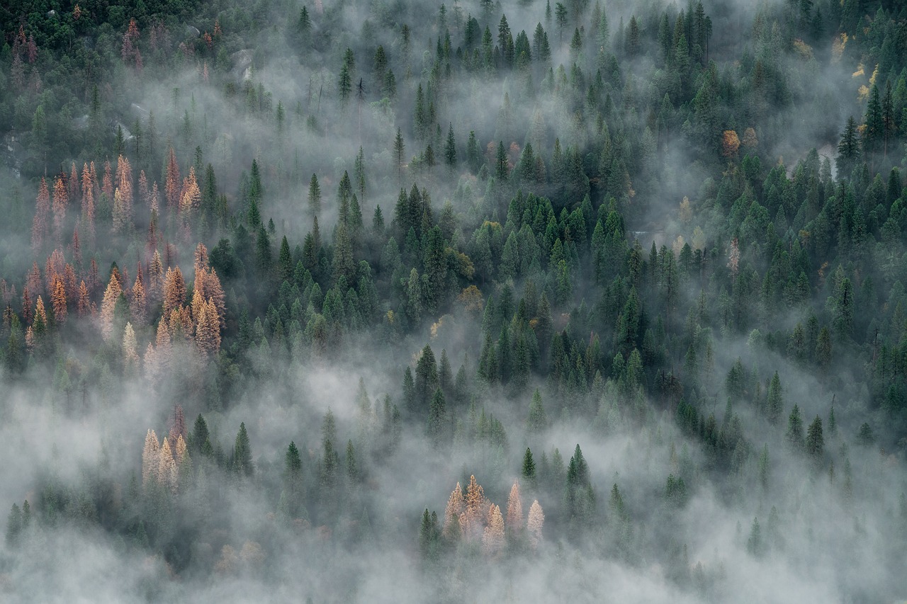 Žalias, Medžiai, Augalas, Gamta, Miškas, Rūkas, Šaltas, Nemokamos Nuotraukos,  Nemokama Licenzija