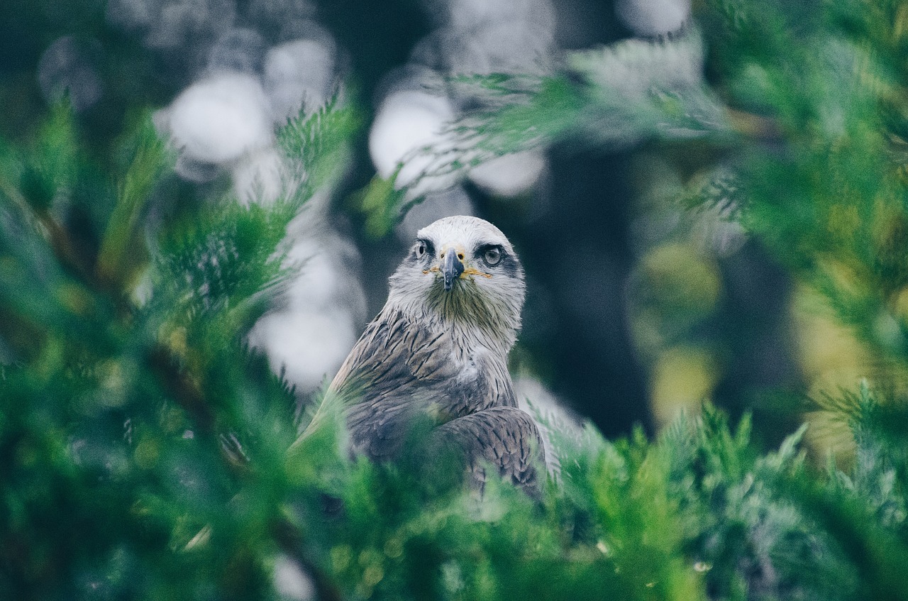 Žalias, Augalas, Gamta, Blur, Bokeh, Paukštis, Nemokamos Nuotraukos,  Nemokama Licenzija