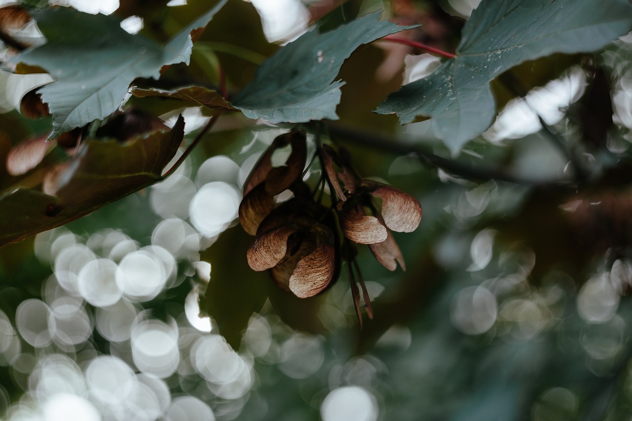 Žalias, Lapai, Augalas, Gamta, Bokeh, Nemokamos Nuotraukos,  Nemokama Licenzija