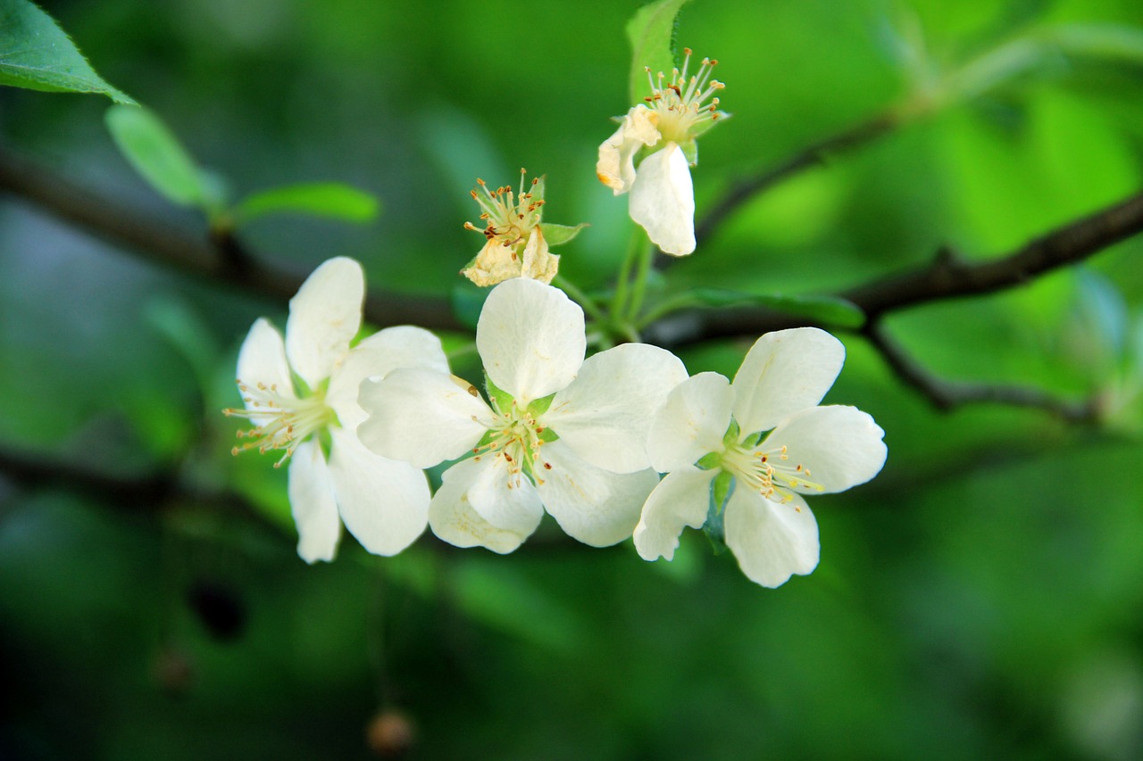 Žalias, Begonia Gėlė, Šviežias, Nemokamos Nuotraukos,  Nemokama Licenzija