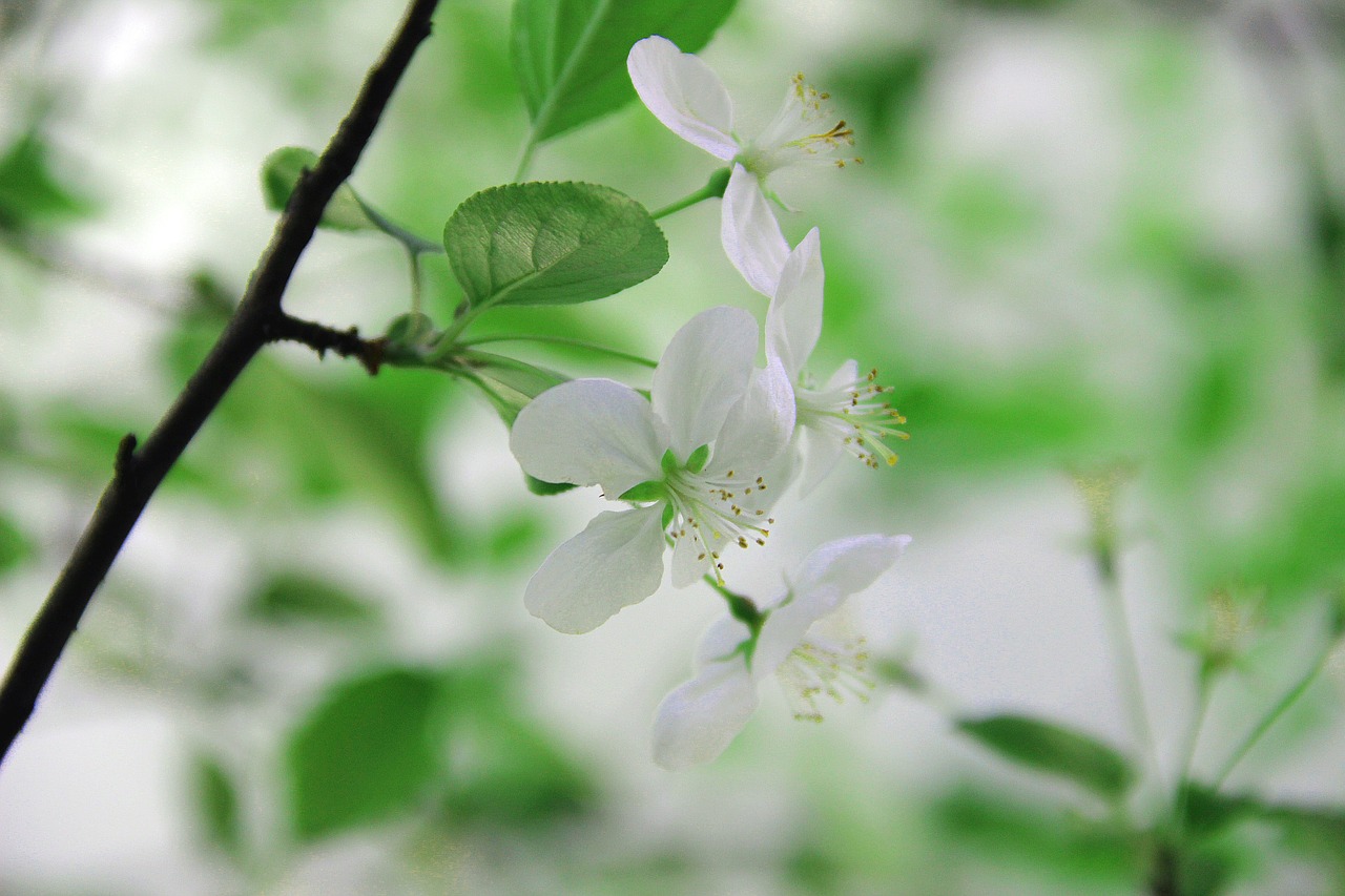 Žalias, Begonia Gėlė, Šviežias, Nemokamos Nuotraukos,  Nemokama Licenzija