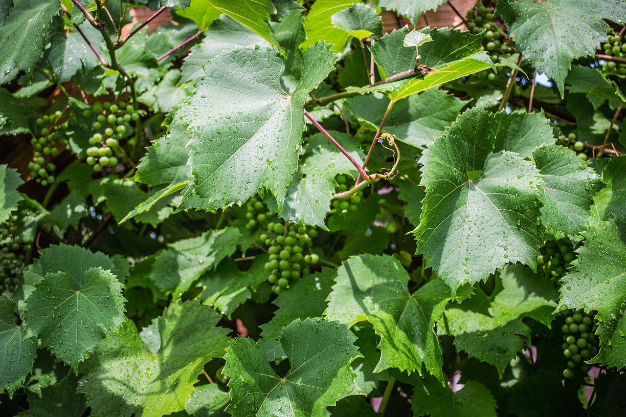 Žalias,  Vynuogių,  Vynuogių,  Žalios Vynuogės, Nemokamos Nuotraukos,  Nemokama Licenzija