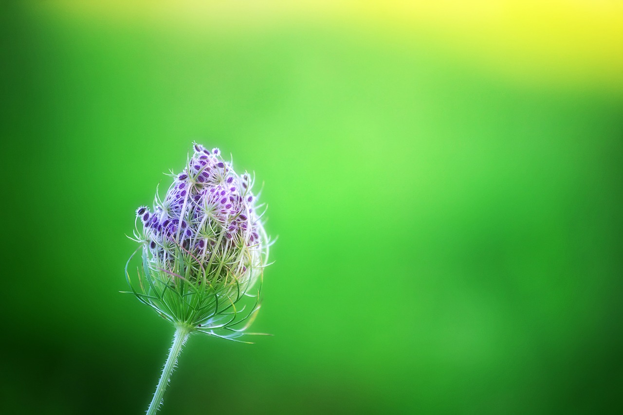 Žalias,  Bokeh,  Gėlė,  Alyvinė,  Violetinė,  Pobūdį,  Meadow,  Fonas,  Pavasaris,  Augalų