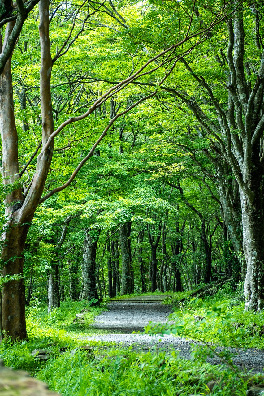 Žalias,  Medis Liniuotas,  Kelių,  Japonija,  Kanagava Japonija,  Miškas,  Lane,  Medis,  Lapas, Nemokamos Nuotraukos