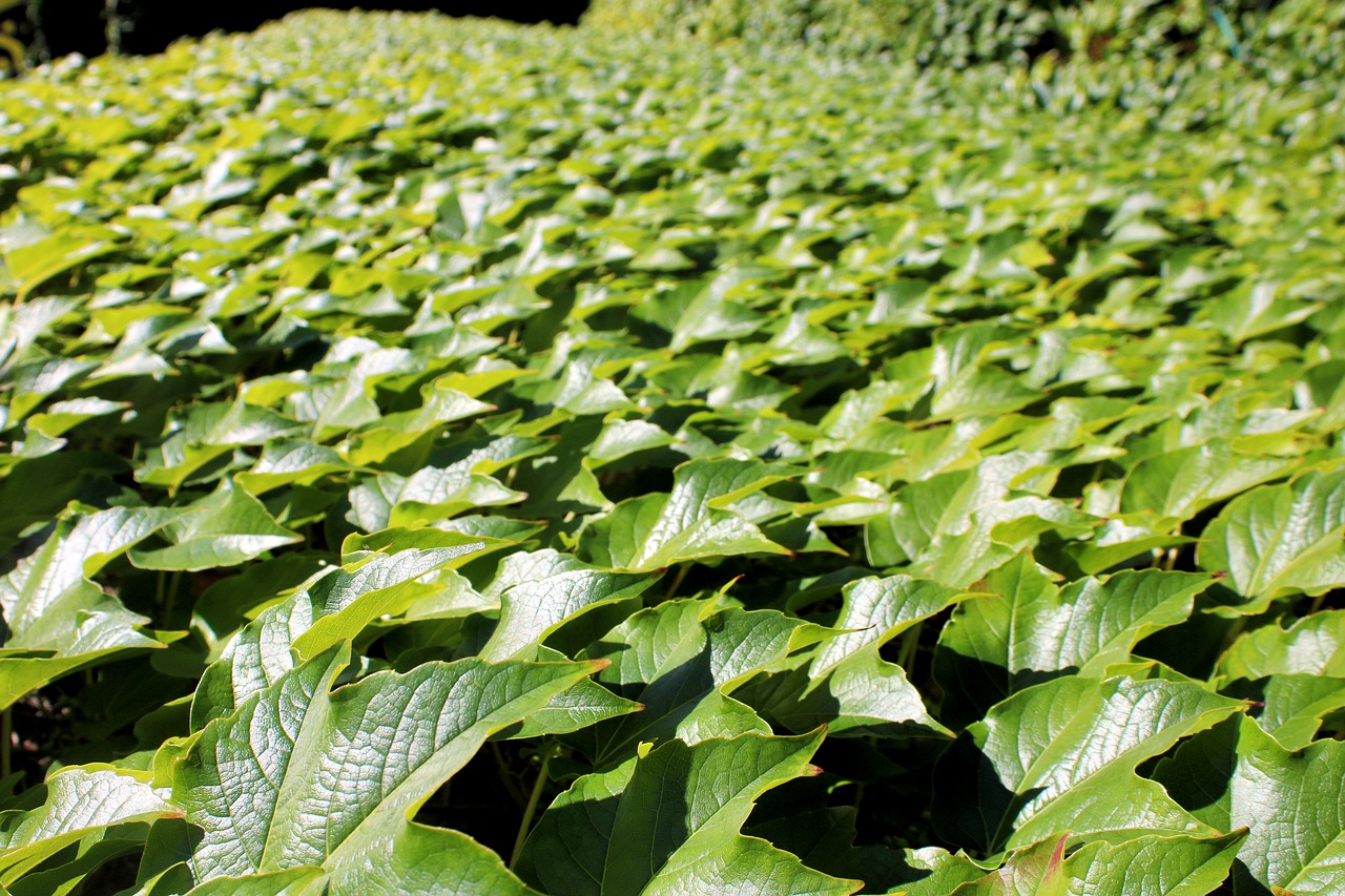 Žalias,  Vasara,  Augalų,  Pobūdį,  Sodas,  Lapų,  Floros,  Leipcigas, Nemokamos Nuotraukos,  Nemokama Licenzija