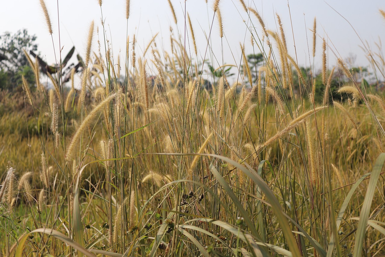 Žalias,  Augalų,  Pobūdį,  Peizažas, Nemokamos Nuotraukos,  Nemokama Licenzija